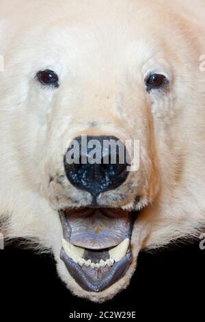 Arrabbiato orso polare a bocca aperta. Isolato Foto Stock