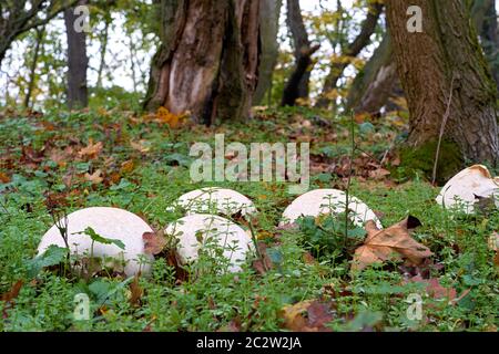 Bovist gigante (Calvatia gigantea) su un prato in un parco a Magdeburg in Germania Foto Stock