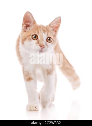 Gatto rosso maschio, camminando verso la macchina fotografica, isolato in bianco Foto Stock