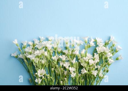Bianco mouse-orecchio fiori di ceci su sfondo blu, vista dall'alto spazio copia Foto Stock
