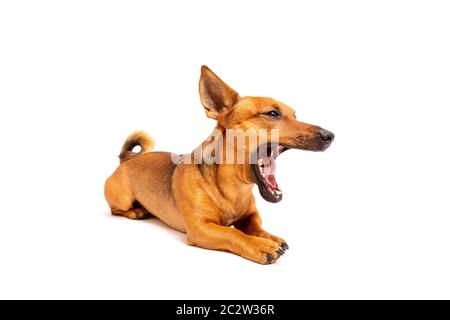 Piccolo cane marrone seduto sul pavimento isolato su sfondo bianco. Razza mista di parson jack russell terrier, chihuahua e ger Foto Stock