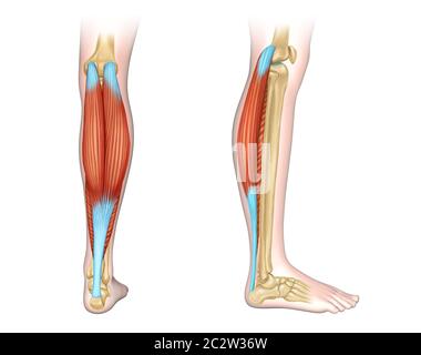 Vista posteriore e laterale dei muscoli del polpaccio umano. Illustrazione digitale. Foto Stock