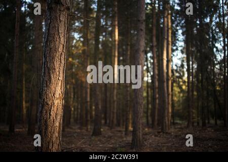 Incantevoli foreste autunnali illuminata da un caldo pomeriggio tardi sun Foto Stock