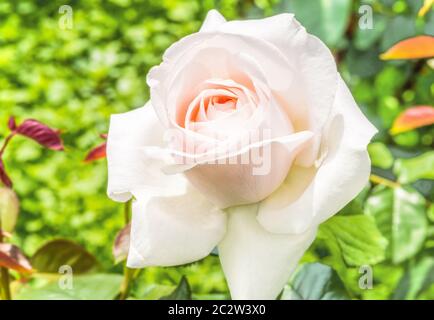 Rose Hybrid Tea Virginia - una rosa con fiori doppi, petali intrecciati ordinatamente in un locale classico. I petali nel palcoscenico di germoglio hanno una tinta cremosa. Foto Stock