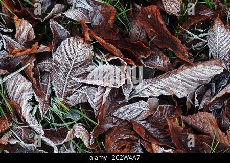 Foglie surgelate sul terreno. Gelo a terra in autunno e inverno Foto Stock