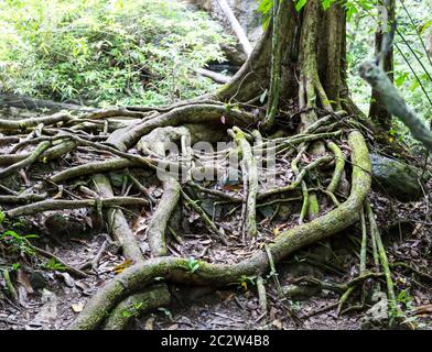 Tropical albero radici nel selvaggio Foto Stock