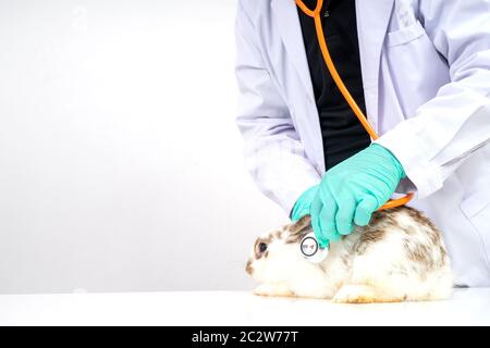 I veterinari usano Stethoscope per controllare il cuore e il polmone fluffy del coniglio nelle cliniche. Concetto di salute animale con un professionista in un ospedale Foto Stock