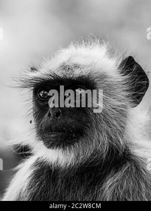 Ritratto bianco e nero di languri grigi o di languri di Hanuman o di langur o scimmia indiana al parco nazionale di ranthambore o alla riserva delle tigri, rajasthan, india Foto Stock