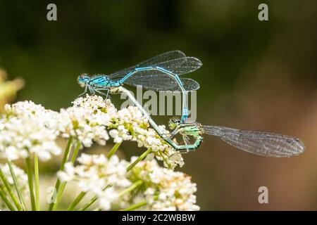 Coppia di damselflies azzurrici (Coenagrion puella), UK Foto Stock