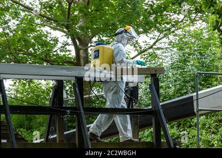 Uomo che indossa un vestito protettivo con un'irroratrice CP3 per sacchi a mano per spruzzare le infestanti giganti invasive con erbicida dal canale Wey e Arun, West Sussex UK Foto Stock