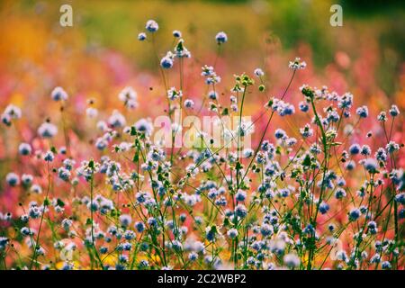 Giardino di giugno in fiore pieno fiore giardino di fiori selvatici prato Foto Stock