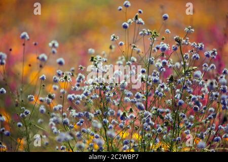 Blu fiori selvatici giardino piante colorati fiori selvatici in piena fioritura giugno fiori prato globo gilia Foto Stock