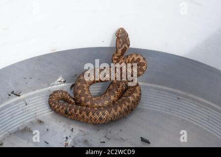 Salvataggio rettile da parte di personale e volontari di Amphibian e Reptile Conservation Trust dopo un incendio di brughiera (fuoco selvatico) al Thurley Common NNR, giugno 2020 UK Foto Stock