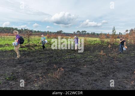 Salvataggio rettile da parte di personale e volontari di Amphibian e Reptile Conservation Trust dopo un incendio di brughiera (fuoco selvatico) al Thurley Common NNR, giugno 2020 UK Foto Stock