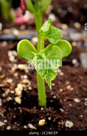 Closeup di un fagiolo germogliato con le sue prime foglie. Foto Stock