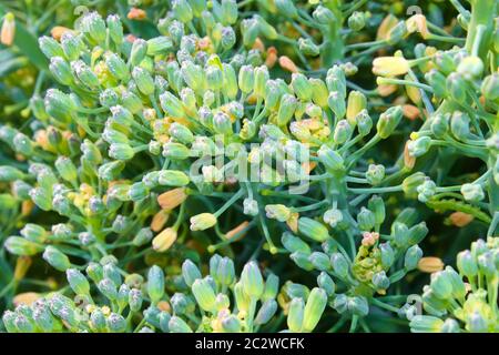 Macro-vista delle gemme di broccoli che si ricoprono in gocce di rugiada. Foto Stock