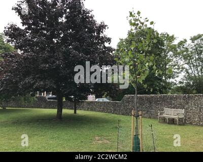 Un albero piantato nel 101esimo compleanno di Dame vera Lynn nel 2018, vicino alla chiesa di St Margaret, nel Sussex orientale, dopo che la cantante, che ha intrattenuto le truppe durante la seconda guerra mondiale, morì giovedì a 103 anni, circondata dalla sua famiglia. Foto Stock