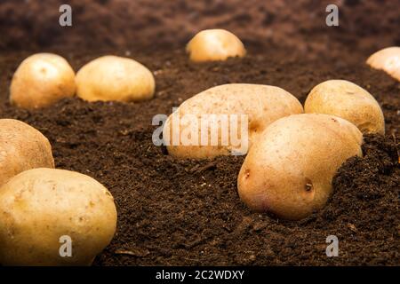 Patate sul terreno all'aperto Foto Stock