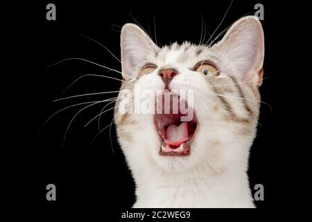 Urlando poco tabby gattino. Isolato su nero Foto Stock