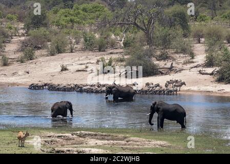 Gli elefanti e zebre sul fiume Boteti in tegami di Makgadikgadi National Park, Botswana Foto Stock