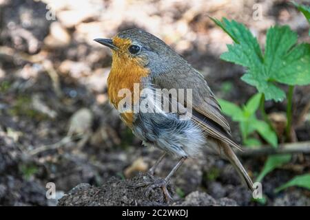 Side on, dettaglio primo piano di un giovane Robin (Erithacus rubbecula) sul terreno in estate: Grande Torrington, Devon, Inghilterra. Foto Stock