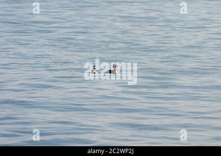 Due anatre galleggiano tranquillamente sulla superficie del lago d'Iseo Foto Stock