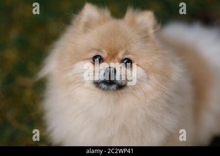 Beige Spitz cane seduto su un prato verde con il suo muso in su Foto Stock