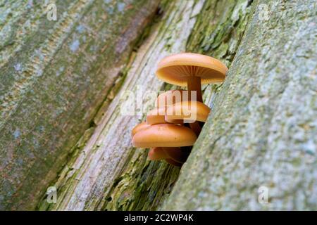 Stelo di velluto (Flammulina velutipes) su un tronco di albero nei boschi in inverno Foto Stock