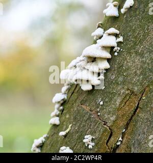 Split gill fungo (Schizophyllum comune) su un albero morto tronco nella foresta Foto Stock
