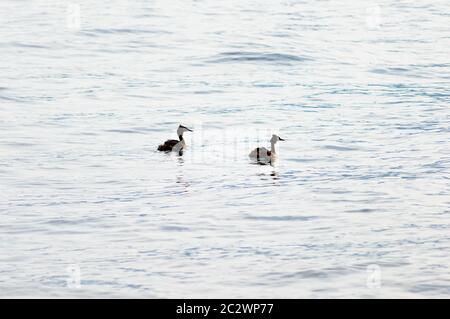 Due anatre galleggiano tranquillamente sulla superficie del lago d'Iseo Foto Stock