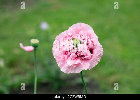 Fiore di papavero rosa di semi di pane 'pony rosa' in giardino. Bella testa di fiore in piena fioritura, primo piano. Foto Stock