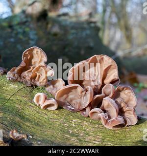 Orecchie di Giuda (Auricularia padiglione auricolare-judae) su un albero morto tronco nella foresta Foto Stock