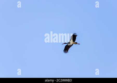 Adulto di cicogna nera (Ciconia nigra) in volo durante la migrazione a molla sull'isola greca di Lesbo. Foto Stock