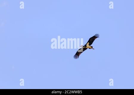 Adulto di cicogna nera (Ciconia nigra) in volo durante la migrazione a molla sull'isola greca di Lesbo. Foto Stock