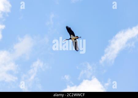 Adulto di cicogna nera (Ciconia nigra) in volo durante la migrazione a molla sull'isola greca di Lesbo. Foto Stock