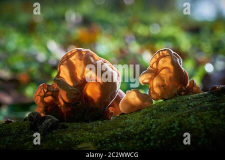 Orecchie di Giuda (Auricularia padiglione auricolare-judae) su un albero morto tronco nella foresta Foto Stock