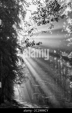 Il Dio bianco e nero emette raggi di sole nella foresta della mattina presto Foto Stock