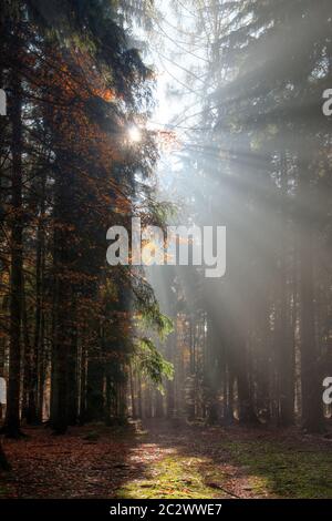 Dio - fasci di raggi di sole n la mattina presto forest Foto Stock