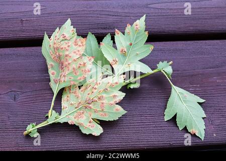 Il lato inferiore delle foglie infettate con ruggine di biancospino di ginepro. Foto Stock