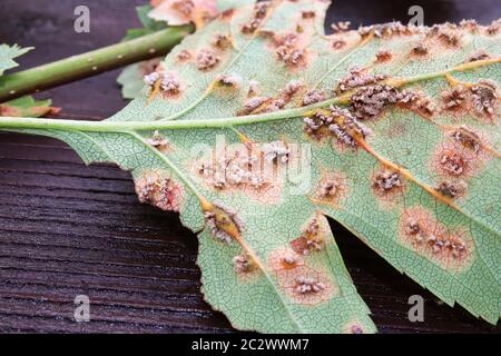 Il lato inferiore delle foglie infettate con ruggine di biancospino di ginepro. Foto Stock