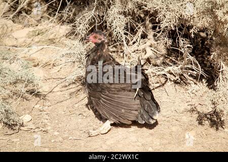 un pollo, galline in aperta campagna Foto Stock