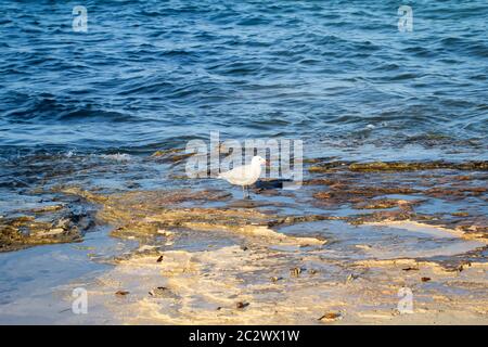 Un gabbiano su una sezione di spiaggia di pietra Foto Stock