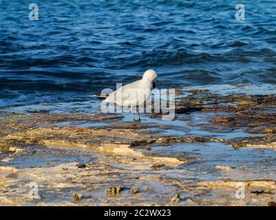 Un gabbiano su una sezione di spiaggia di pietra Foto Stock