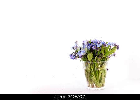 Fiori di campo blu in una tazza di vetro contro una parete bianca. Sfondo bianco. Dimentichi me nots. Foto Stock