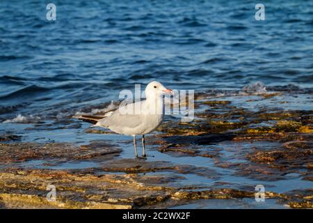 Un gabbiano su una sezione di spiaggia di pietra Foto Stock
