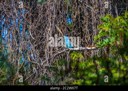 rullo europeo (coracias garrulus) in albero. Delta del Danubio Romania Foto Stock