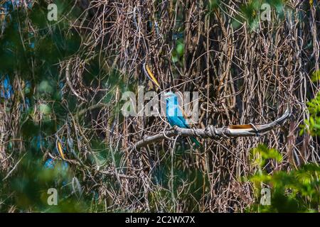 rullo europeo (coracias garrulus) in albero. Delta del Danubio Romania Foto Stock