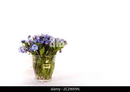 Fiori di campo blu in una tazza di vetro contro una parete bianca. Sfondo bianco. Dimentichi me nots. Foto Stock