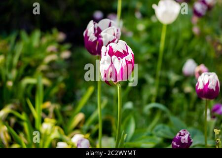 Fioritura di tulipani rossi e bianchi in un giardino, fotografati con una messa a fuoco selettiva e una profondità di campo ridotta, sfondo sfocato Foto Stock