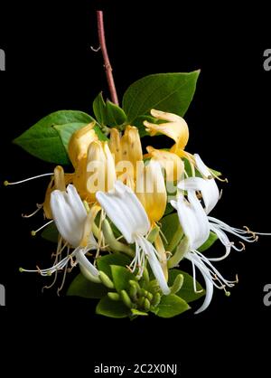 Fiori gialli fertilizzati e bianchi non fertilizzati dell'arrampicatore sempreverde, Lonicera japonica 'Hall's prolifica', Honeysuckle giapponese Foto Stock